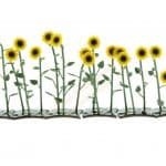 HO Riesen-Sonnenblumen