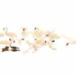 HO Schwäne und Enten