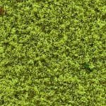 Blätterflor herbstgrün