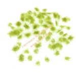 Grasbüschel Frühling