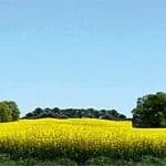 HO/TT/N Modellhintergrund