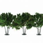 HO/TT 3 Maulbeerbäume 7 cm