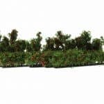 HO/TT 10 Rosenhecken/Büsche