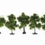 N/Z 5 Apfelbäume 4 cm