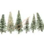 N/Z 8 Schneetannen 5-7 cm