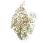 HO/TT/N  Naturbäume