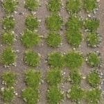 Grasbüschel Frühling Stein