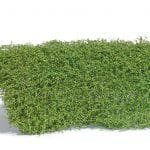 Sträuchermatte Frühling