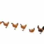 HO Bäuerin mit Hühnern